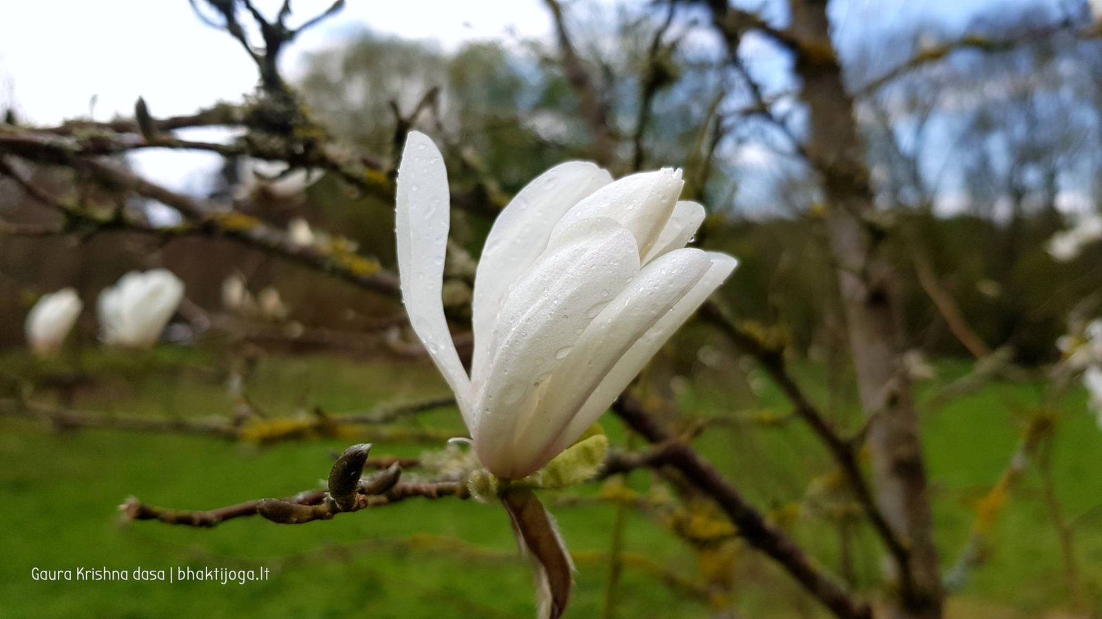  skinderiskio dendrologinis parkas 2021 05 08